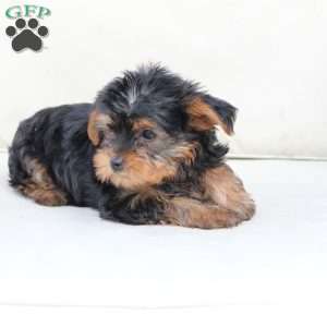 Milo, Yorkie Puppy