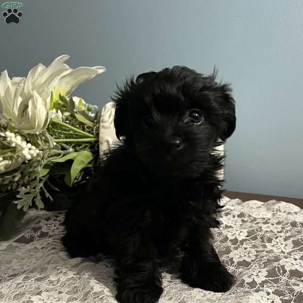 Ashley, Yorkie Poo Puppy