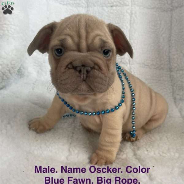Oscker, French Bulldog Puppy