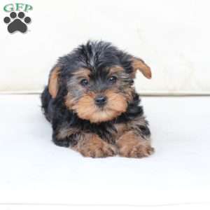 Milo, Yorkie Puppy