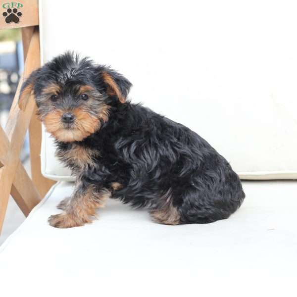 Milo, Yorkie Puppy