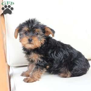 Milo, Yorkie Puppy
