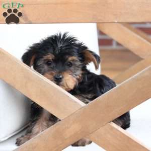 Milo, Yorkie Puppy