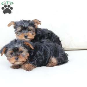 Winston, Yorkie Puppy