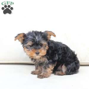 Finn, Yorkie Puppy