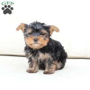Winston, Yorkie Puppy