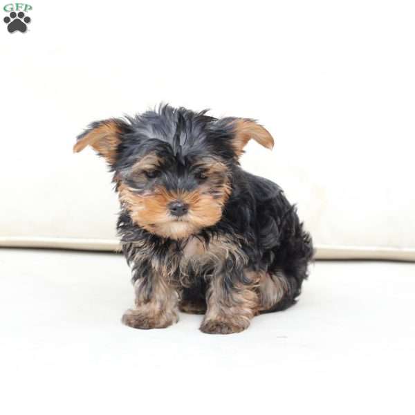 Finn, Yorkie Puppy