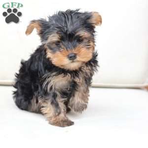 Finn, Yorkie Puppy