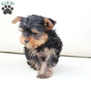 Winston, Yorkie Puppy