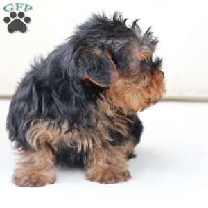 Oliver, Yorkie Puppy