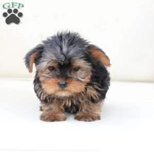 Oliver, Yorkie Puppy