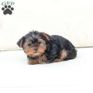 Oliver, Yorkie Puppy