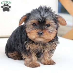 Oliver, Yorkie Puppy