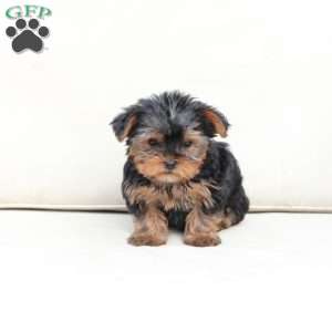 Oliver, Yorkie Puppy
