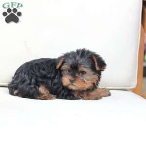 Oliver, Yorkie Puppy