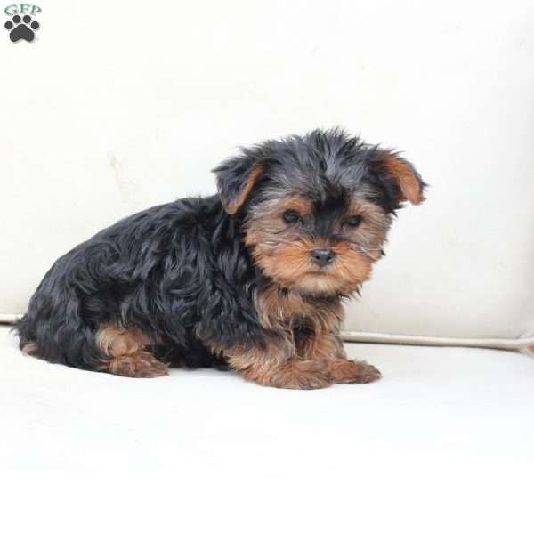 Oliver, Yorkie Puppy