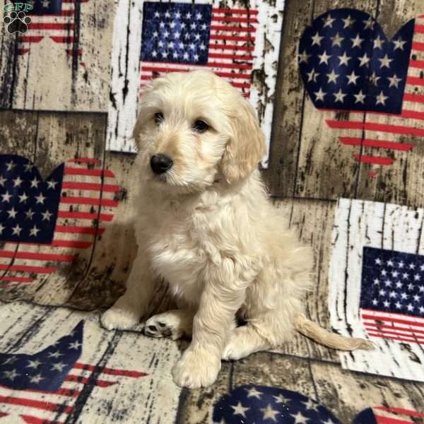 NOEL, Goldendoodle Puppy
