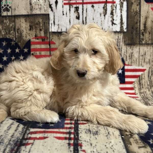 FAITH, Goldendoodle Puppy