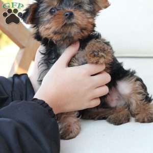 Oliver, Yorkie Puppy
