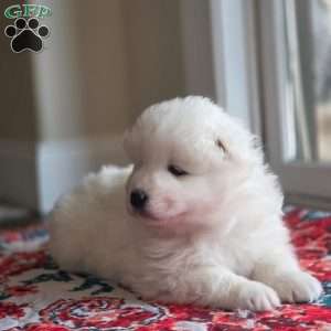 Maverick, Samoyed Puppy