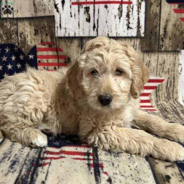 HOPE, Goldendoodle Puppy
