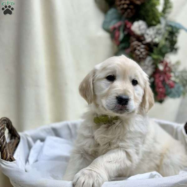 Mistletoe, English Cream Golden Retriever Puppy