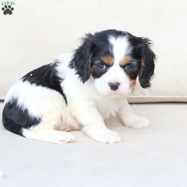 Jackson, Cavalier King Charles Spaniel Puppy
