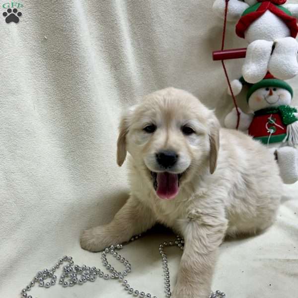 Gingerbread, English Cream Golden Retriever Puppy