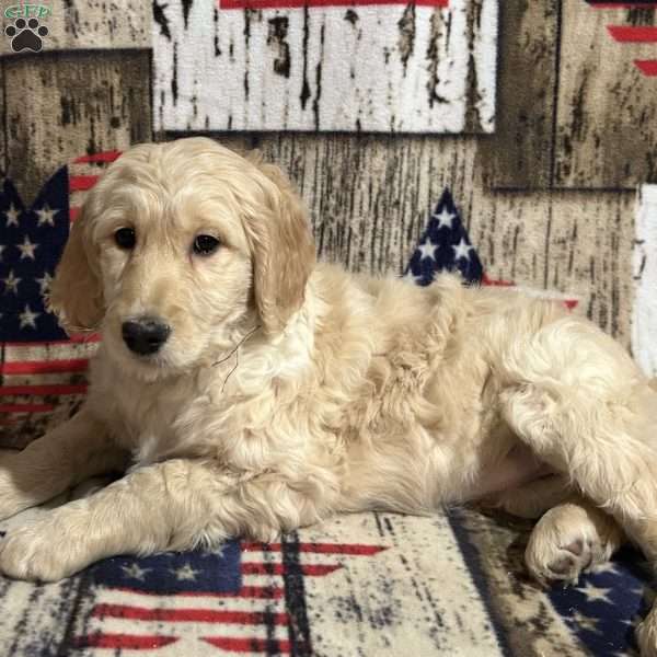 MERRY, Goldendoodle Puppy