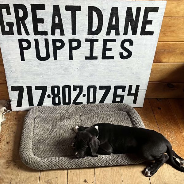 Toodle, Great Dane Puppy