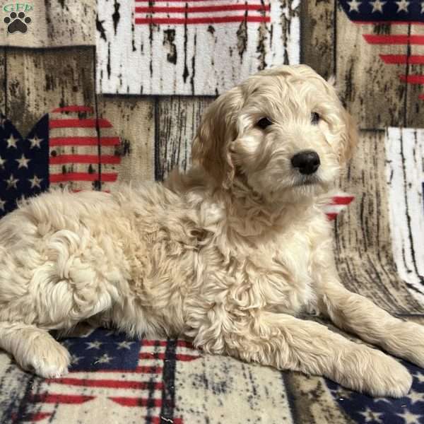 JOY, Goldendoodle Puppy