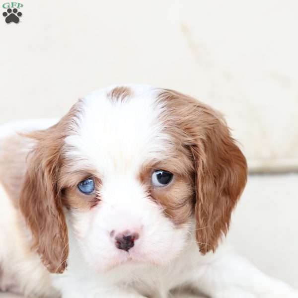 Tyson, Cavalier King Charles Spaniel Puppy