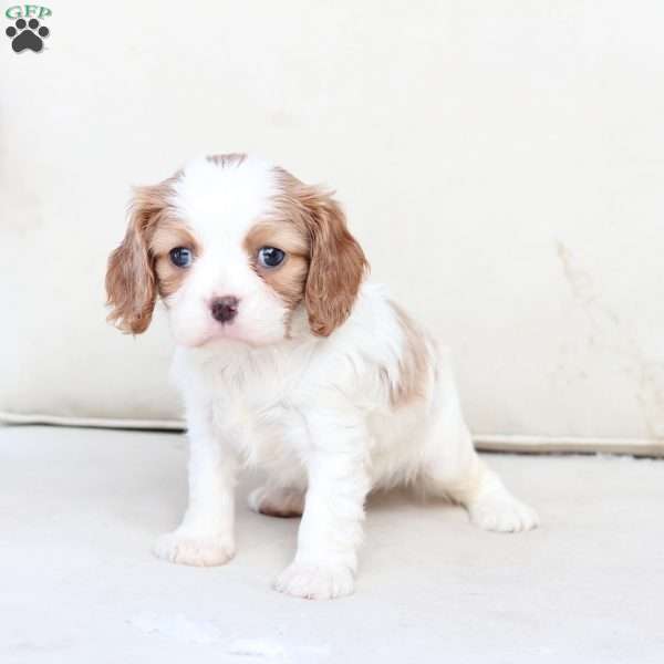 Oakley, Cavalier King Charles Spaniel Puppy