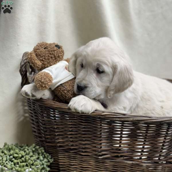 Diamond, English Cream Golden Retriever Puppy