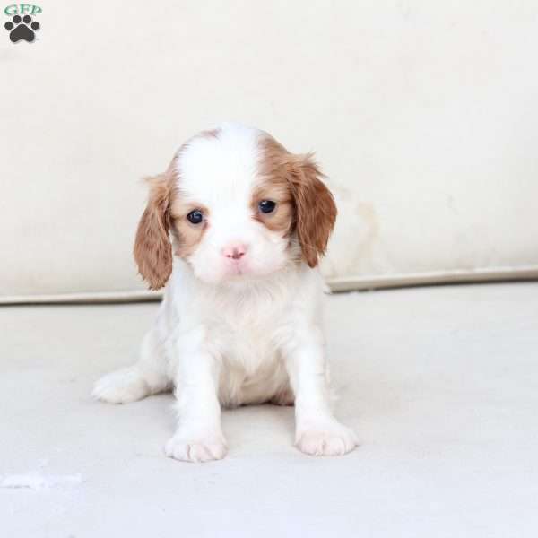 Arlo, Cavalier King Charles Spaniel Puppy