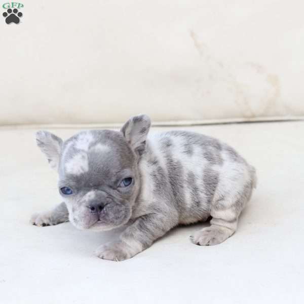 Koda, French Bulldog Puppy