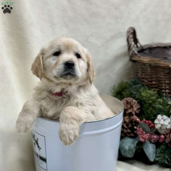 Tinsel, English Cream Golden Retriever Puppy