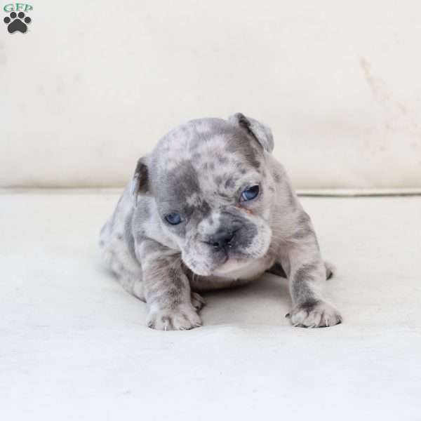 Penelope, French Bulldog Puppy