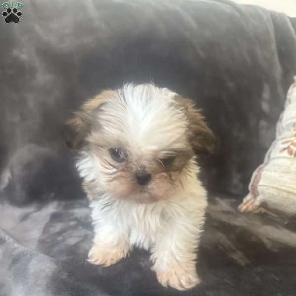 Tiny, Shih Tzu Puppy