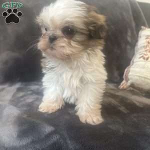 Tiny, Shih Tzu Puppy