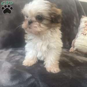Tiny, Shih Tzu Puppy