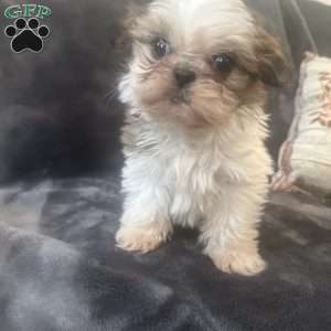 Tiny, Shih Tzu Puppy