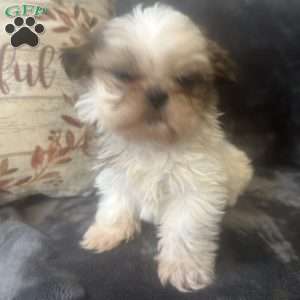Tiny, Shih Tzu Puppy
