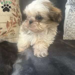 Tiny, Shih Tzu Puppy