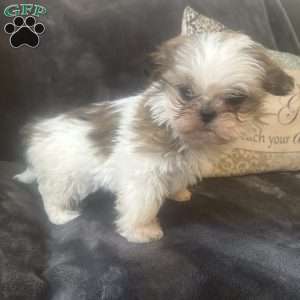 Tiny, Shih Tzu Puppy