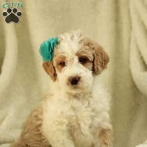 Sasha ~ F1BB, Labradoodle Puppy