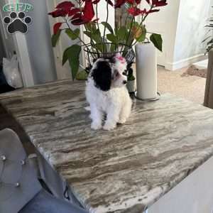 Lolita, Cavapoo Puppy