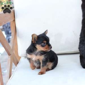 Maverick, Yorkie Puppy