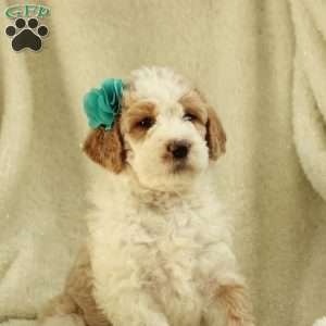Sasha ~ F1BB, Labradoodle Puppy