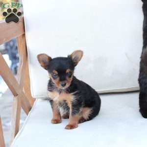 Maverick, Yorkie Puppy